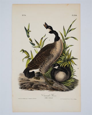 Item #1477 Canada Goose - Plate 376. John James Audubon