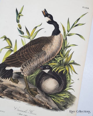 Canada Goose - Plate 376