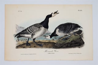 Item #1479 Barnacle Goose - Plate 378. John James Audubon