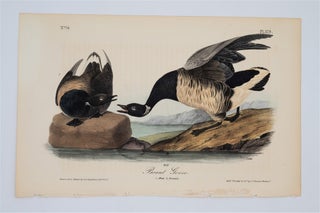 Item #1480 Brant Goose Plate 379. John James Audubon
