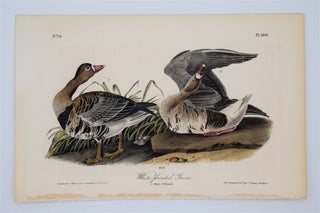 Item #1481 White-Fronted Goose Plate 380. John James Audubon
