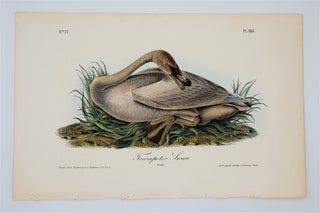 Trumpeter Swan Young - Plate 383. John James Audubon.