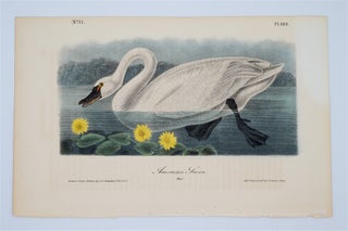 Item #1485 American Swan Male - Plate 384. John James Audubon