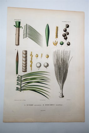 Palm Tree Parts. 18. Alcide D'Orbigny.