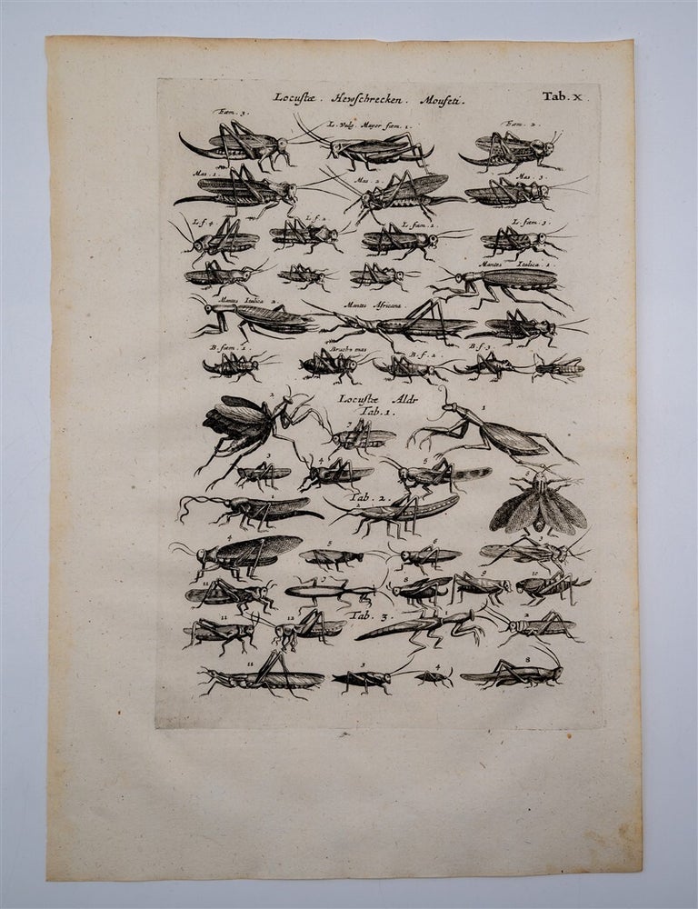 Item #1512 Historia Naturalis (3 Locust and Grasshopper Engravings). Merian Jonston.