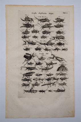 Item #1512 Historia Naturalis (3 Locust and Grasshopper Engravings) - Free Shipping. Merian, Jonston