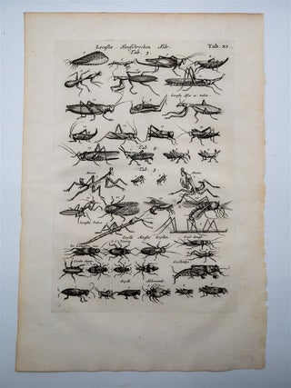 Historia Naturalis (3 Locust and Grasshopper Engravings)