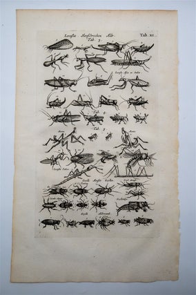 Historia Naturalis (3 Locust and Grasshopper Engravings)