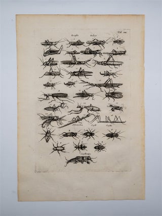 Historia Naturalis (3 Locust and Grasshopper Engravings)
