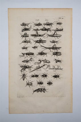 Historia Naturalis (3 Locust and Grasshopper Engravings)