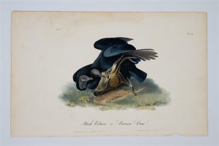 Item #1684 Black Vulture or Carrion Crow Plate 3. John James Audubon