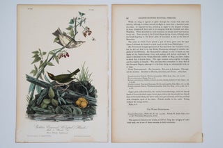 Golden Crowned Wagtail Plate 148