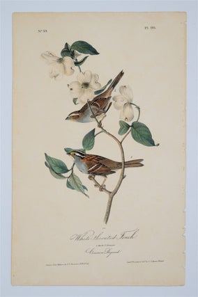 Item #1690 White Throated Finch Plate 191. John James Audubon