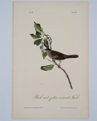 Item #1692 Black and Yellow Crowned Finch Plate 193. John James Audubon