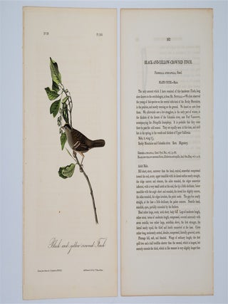 Black and Yellow Crowned Finch Plate 193