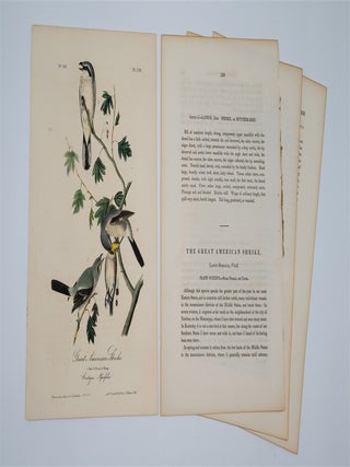 Great American Shrike Plate 236