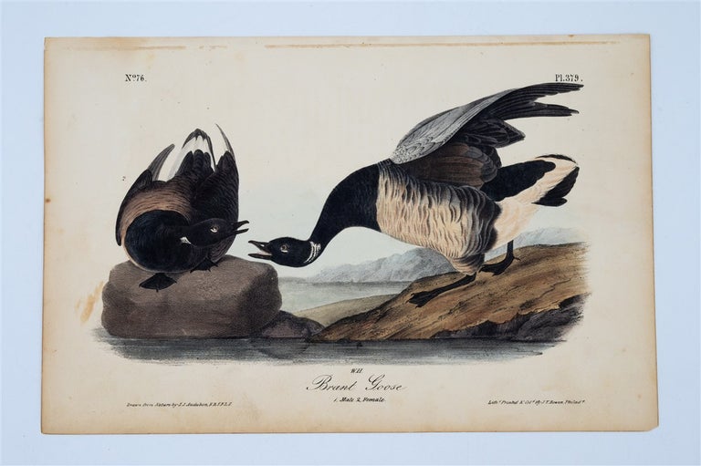 Item #1701 Brant Goose Plate 379. John James Audubon.