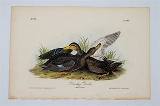 Item #1703 Dusky Duck - Plate 386. John James Audubon