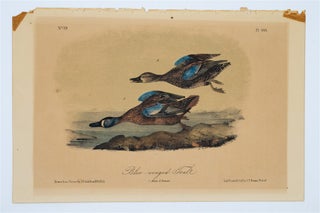 Item #1705 Blue-Winged Teal. John James Audubon