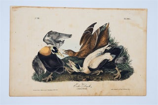 Item #1707 Eider Duck - Plate 405. John James Audubon