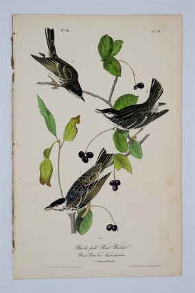 Item #1710 Black Poll Wood Warbler Plate 78. John James Audubon
