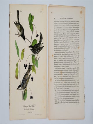 Black Poll Wood Warbler Plate 78