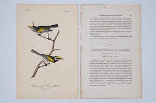 Golden-Winged Swamp Warbler Plate 107