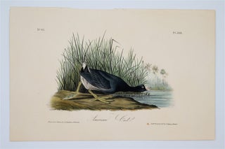 Item #1719 American Coot Plate 305. John James Audubon