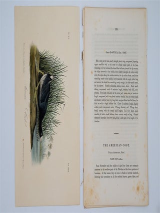 American Coot Plate 305