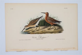 Item #1723 Curlew Sandpiper Plate 333. John James Audubon