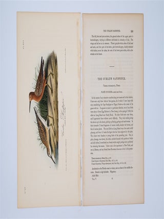 Curlew Sandpiper Plate 333