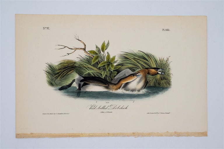 Item #1730 Pied-Billed Dobchick. John James Audubon.