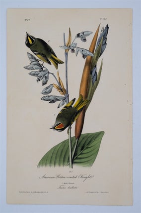 Item #1731 American Golden Crested Kinglet Plate 132. John James Audubon
