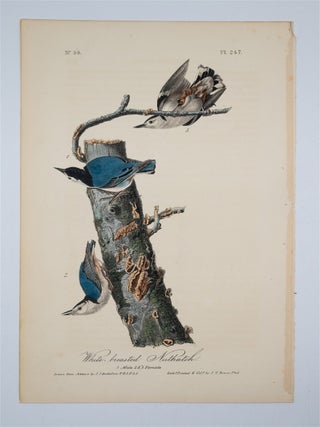 White-Breasted Nuthatch Plate 247. John James Audubon.