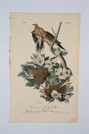 Item #1736 Carolina Turtle Dove - Plate 286. John James Audubon