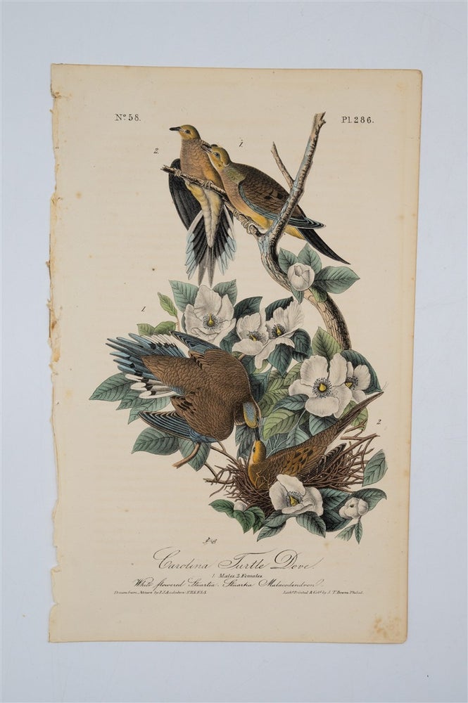 Item #1736 Carolina Turtle Dove - Plate 286. John James Audubon.