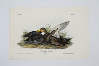 Item #1744 Dusky Duck - Plate 386. John James Audubon