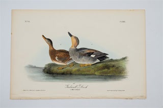 Item #1745 Gadwell Duck - Plate 388. John James Audubon