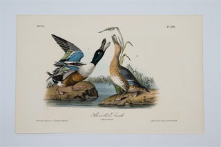 Item #1746 Shoveller Duck - Plate 394. John James Audubon