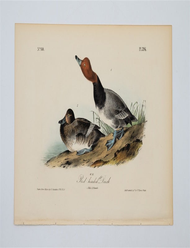 Item #1747 Red Headed Duck Plate 396. John James Audubon.