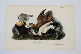 Item #1749 Eider Duck - Plate 405. John James Audubon