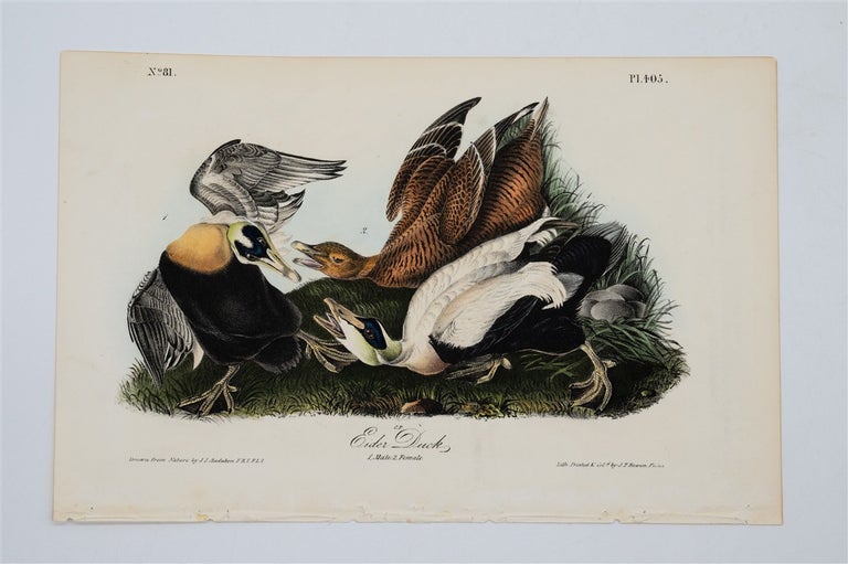 Item #1749 Eider Duck - Plate 405. John James Audubon.
