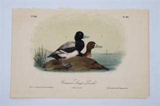 Item #1751 Common Scaup Duck Plate 498. John James Audubon