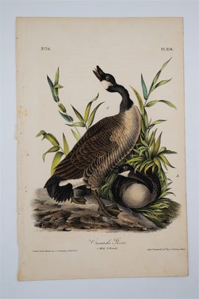 Item #1752 Canada Goose - Plate 376. John James Audubon