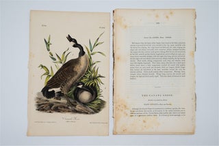 Canada Goose - Plate 376