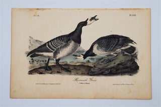 Item #1753 Barnacle Goose - Plate 378. John James Audubon