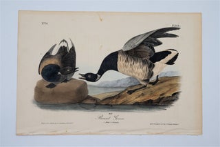 Item #1754 Brant Goose Plate 379. John James Audubon