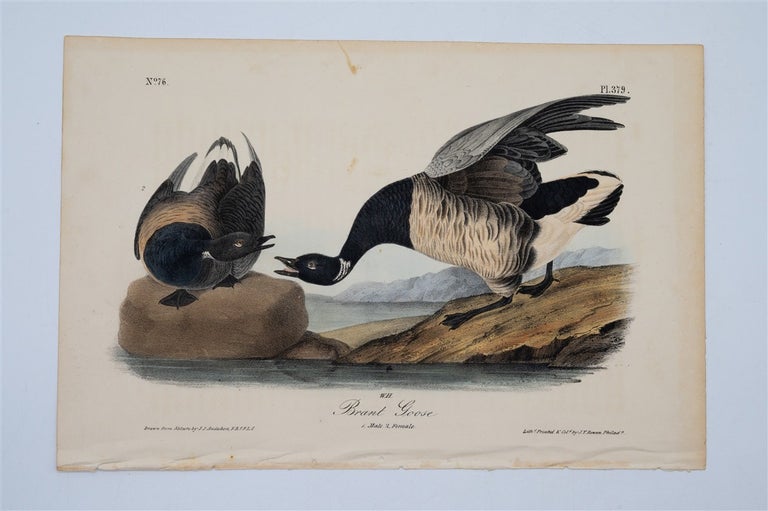 Item #1754 Brant Goose Plate 379. John James Audubon.