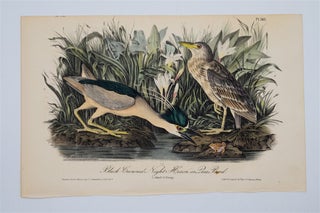 Item #1759 Black Crowned Night Heron Plate 363. John James Audubon