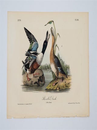 Shoveller Duck - Plate 394. John James Audubon.
